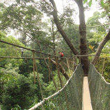 Taman Negara - Canopy