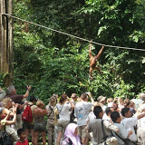 Sepilok Orang Utan