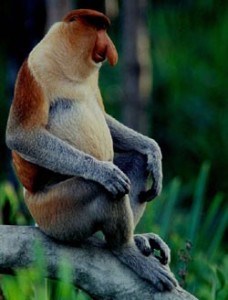 Proboscis Monkey